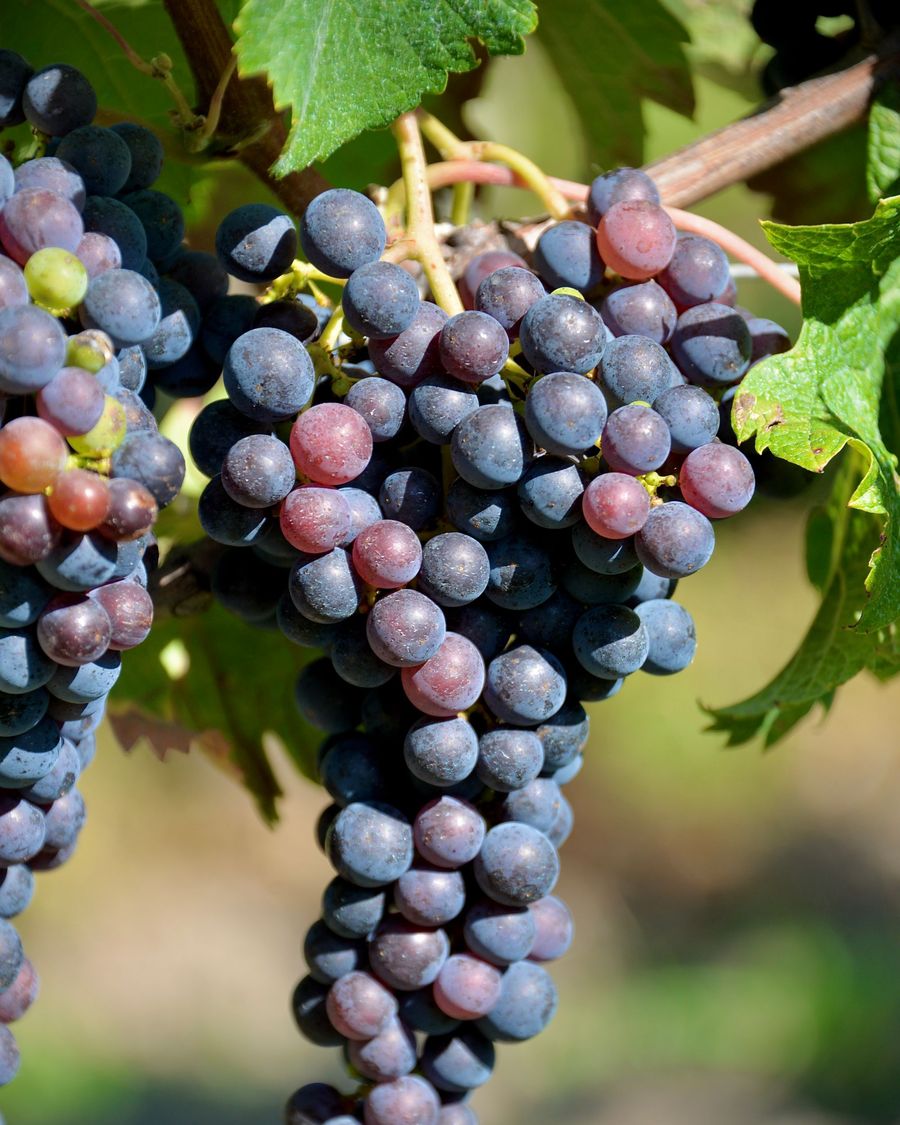 Grappe de raisin noir mûr sur la vigne