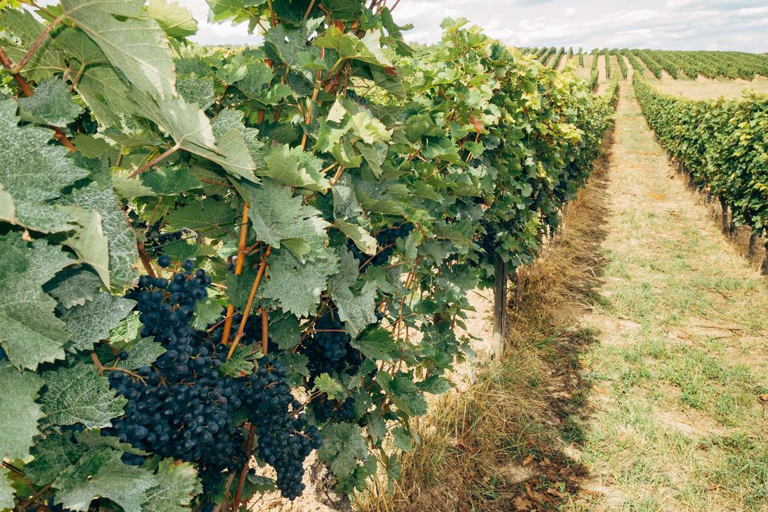 Rangs de vigne chargés de raisin en été