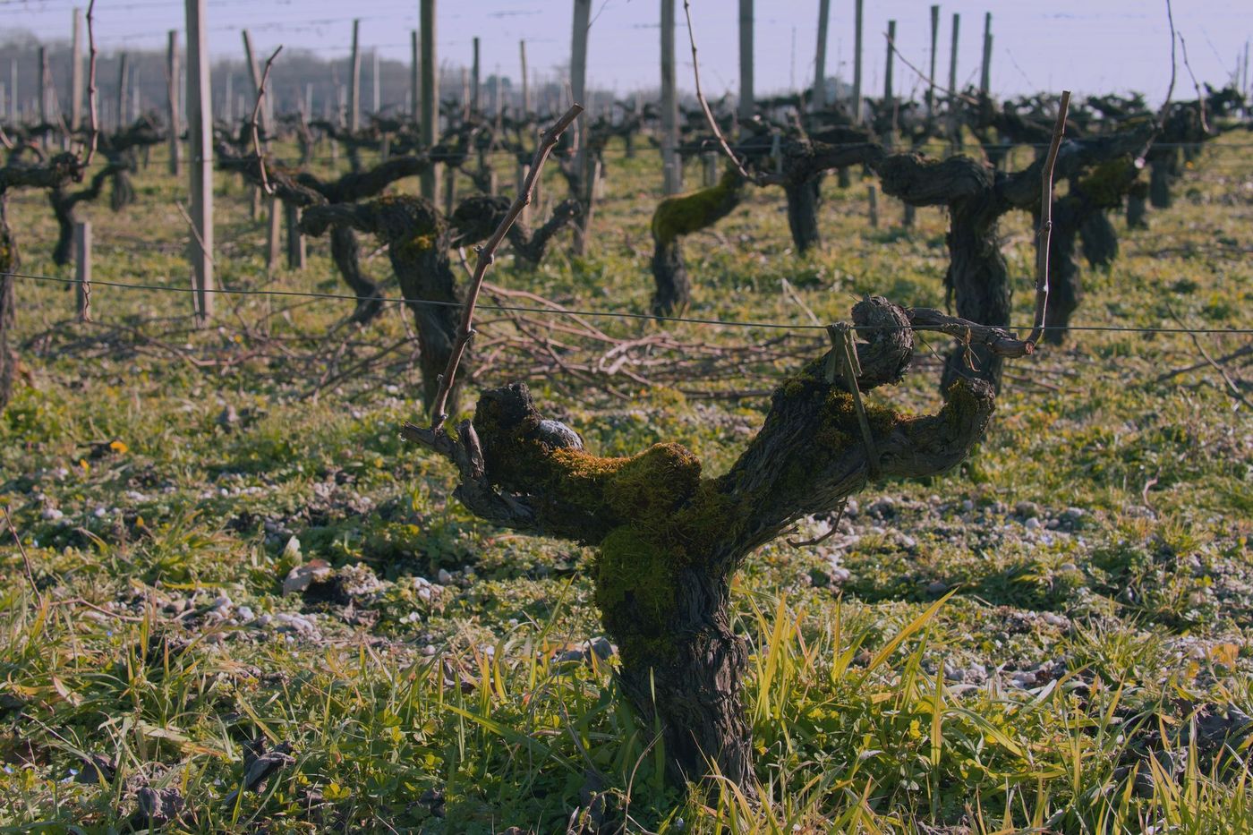Vieux ceps de vigne taillés, au sortir de l'hiver