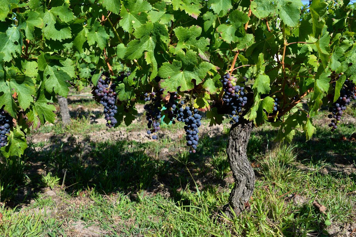 Pied de vigne chargé de grappes de raisin noir, en Gironde