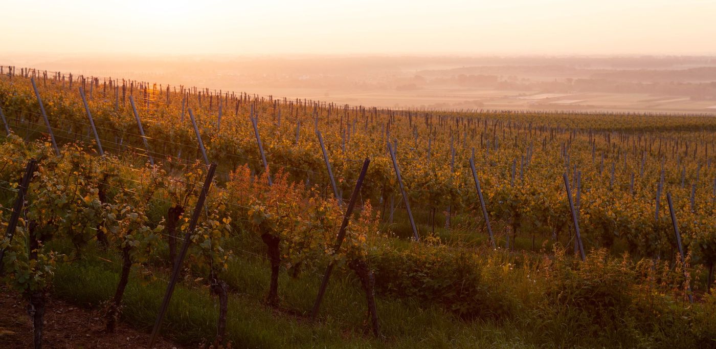 Vignoble au coucher du soleil